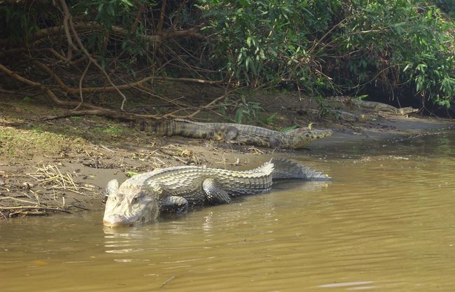 Teeming with wildlife, the Madre de Dios region is home to 15% of the world's flora and fauna.